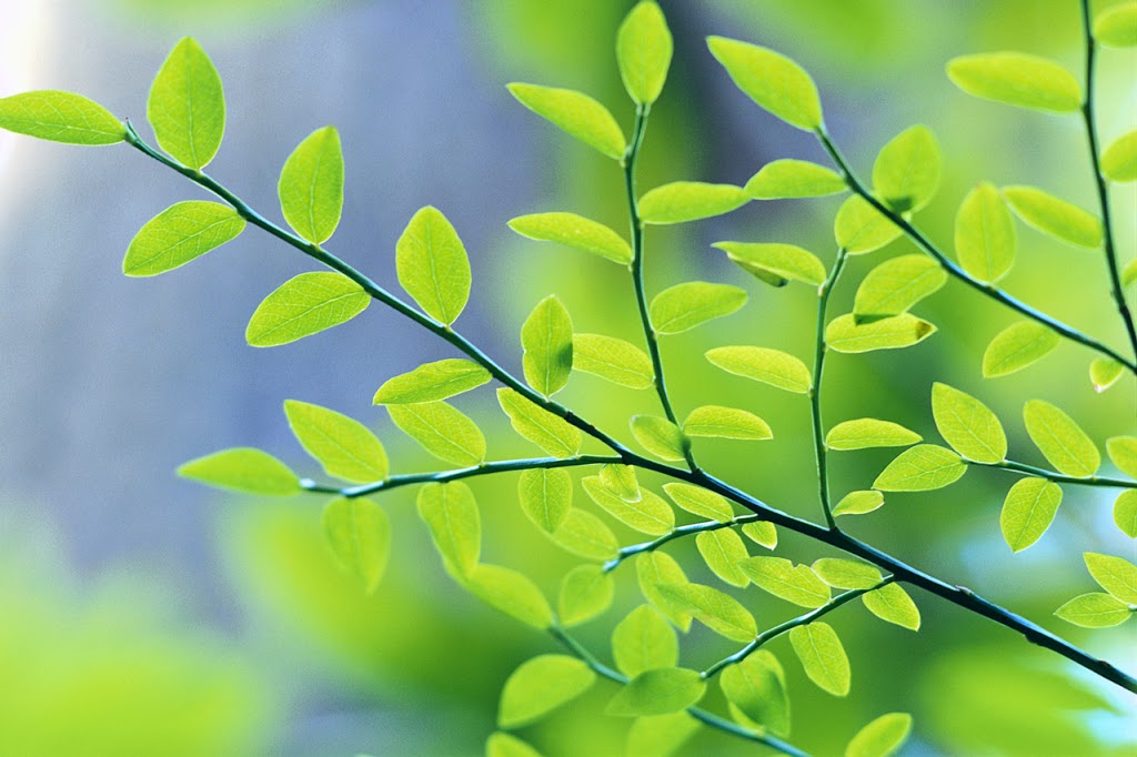 Huckleberry Leaves